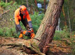 Best Hazardous Tree Removal  in Manchester Center, VT