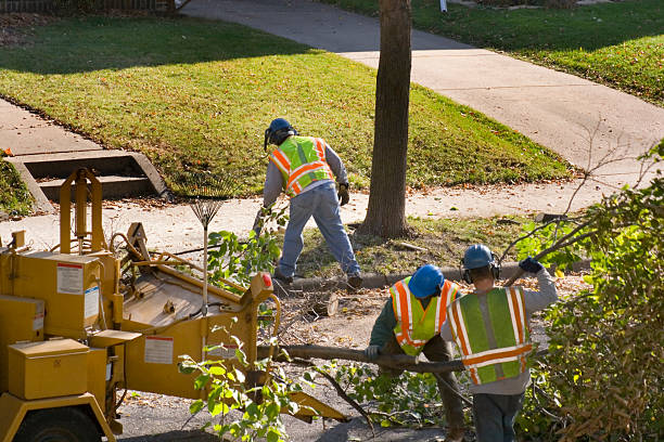 Why Choose Our Tree Removal Services in Manchester Center, VT?